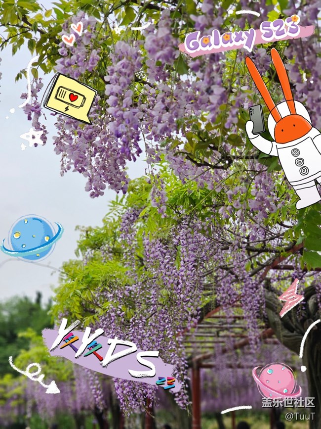 【mission兔打卡】+遇見紫藤