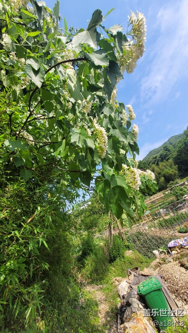 【初夏味道】樹花