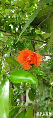 石榴花開了