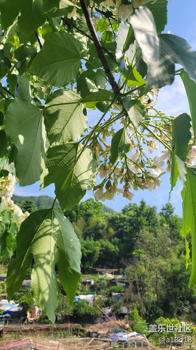 【初夏味道】樹花