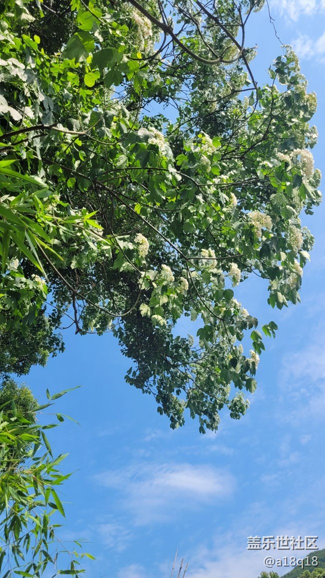 【初夏味道】樹花