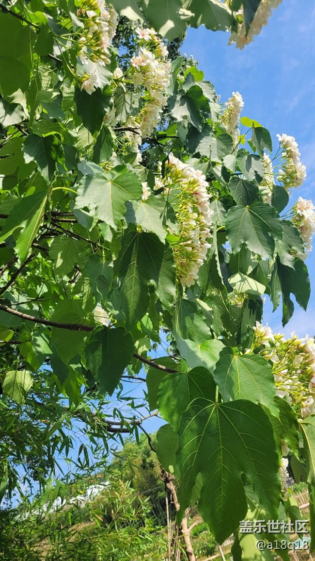 【初夏味道】樹花