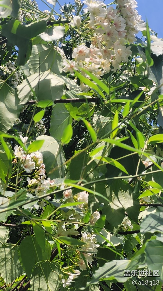 【初夏味道】樹花