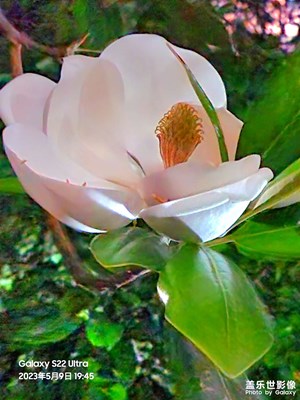 夜拍白玉蘭