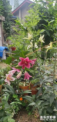 一天一圖