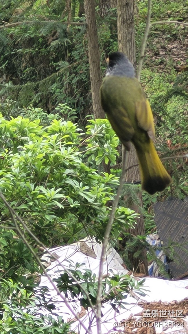 【山野之間】早起爬山鍛煉巧遇鳥兒