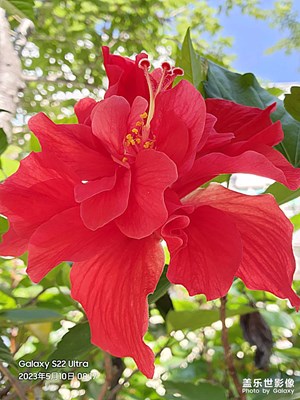 花鳥松果圖