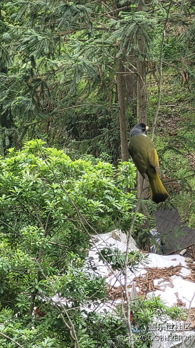 【山野之間】早起爬山鍛煉巧遇鳥兒