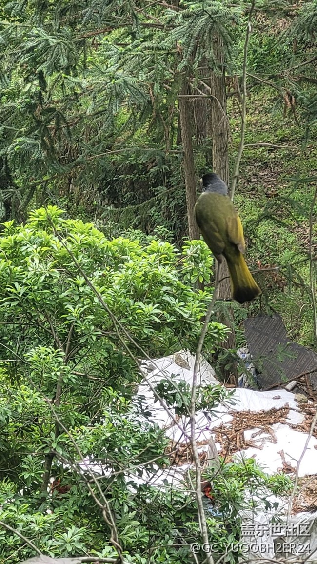 【山野之間】早起爬山鍛煉巧遇鳥兒