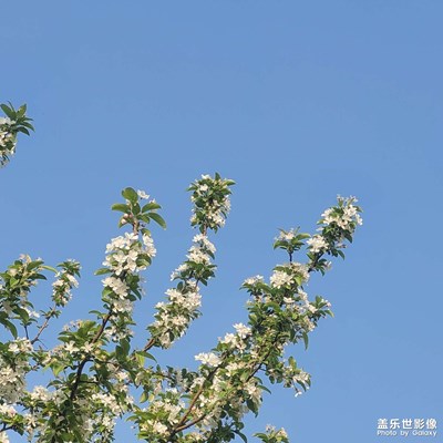 靜靜的開(kāi)放
