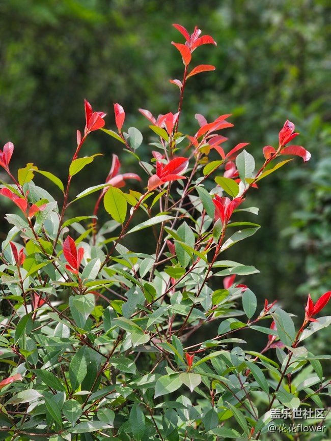 【縹緲峰攝影活動(dòng)】+人像模式拍花花