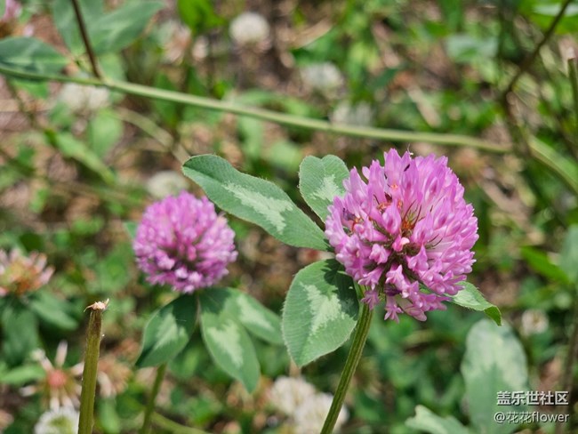 【縹緲峰攝影活動(dòng)】+人像模式拍花花