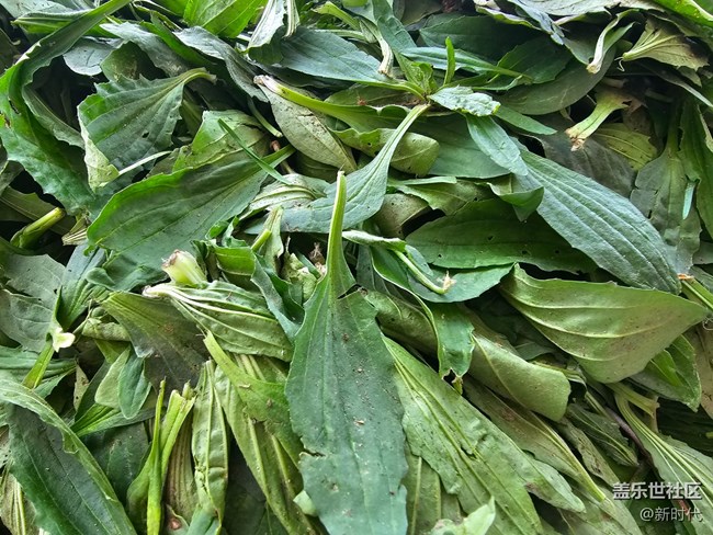 【與青春撞個(gè)滿懷】野菜