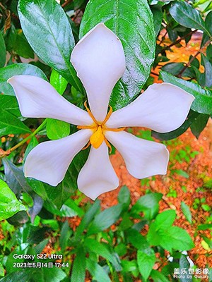 梔子花開