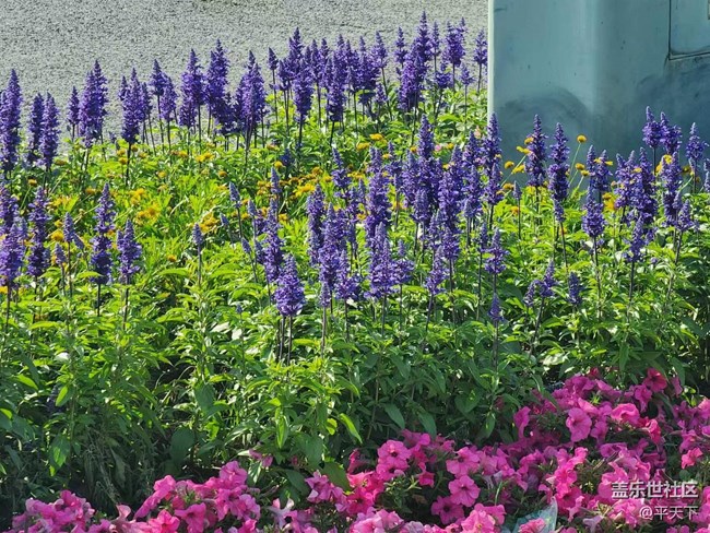 【初夏味道】萬(wàn)物充滿生機(jī)