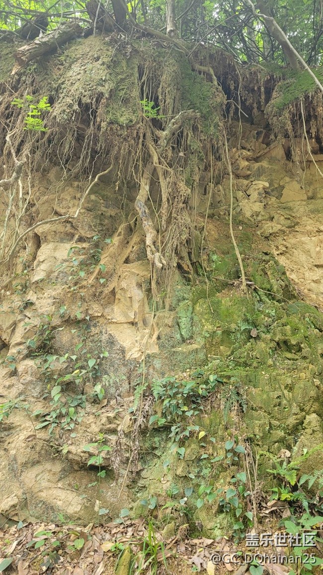 【山野之間】樹藤