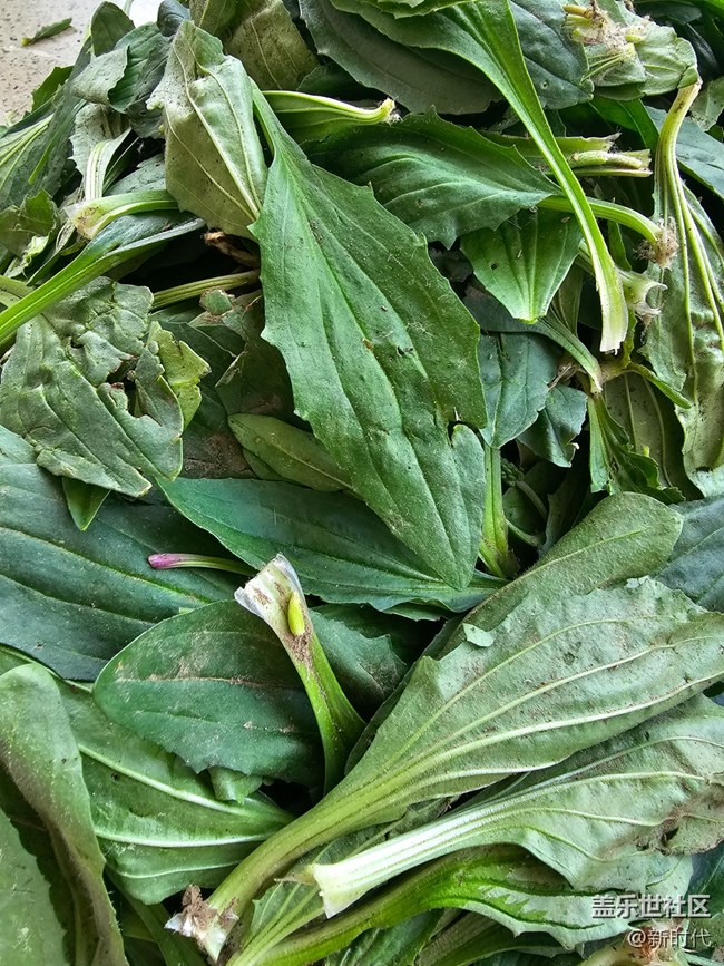 【與青春撞個(gè)滿懷】野菜