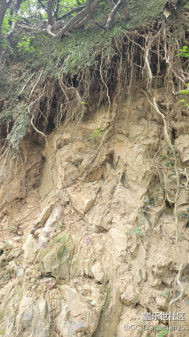 【山野之間】樹藤