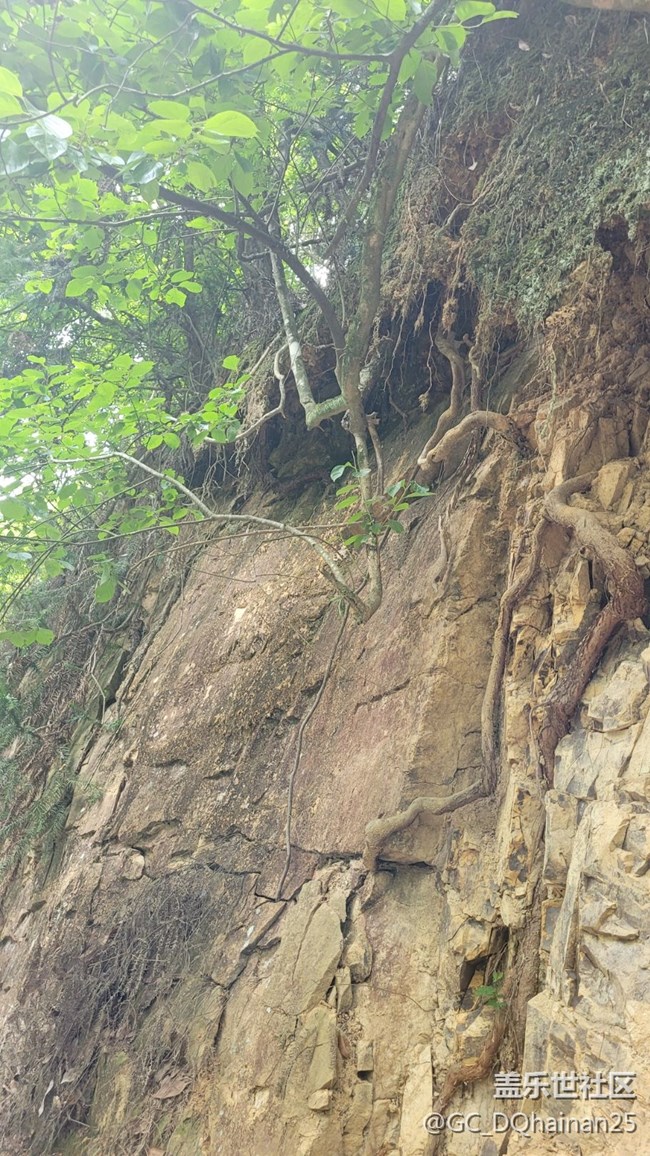 【山野之間】樹藤