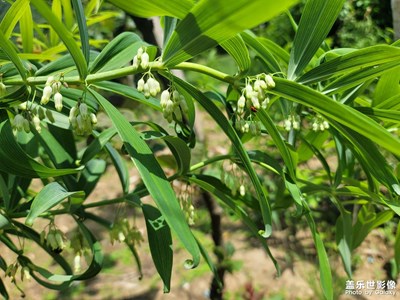 雞頭根