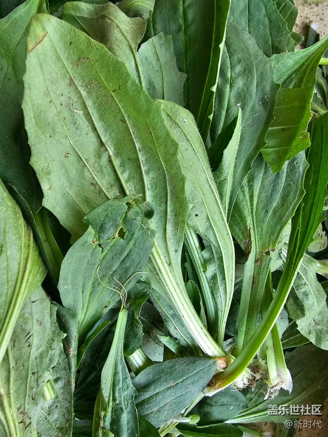 【與青春撞個(gè)滿懷】野菜