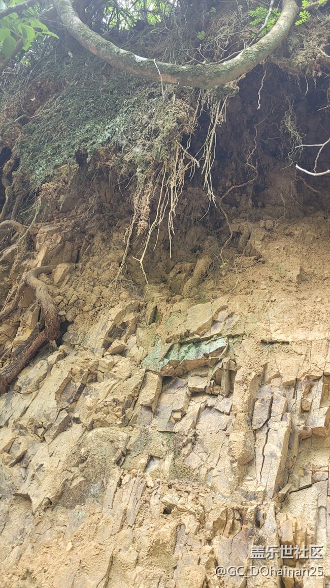 【山野之間】樹藤