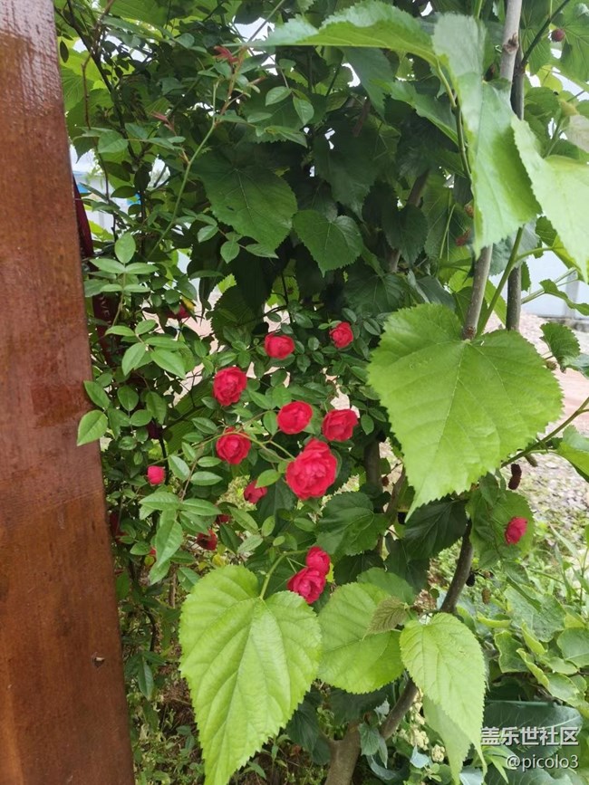 【初夏味道】夏天味道