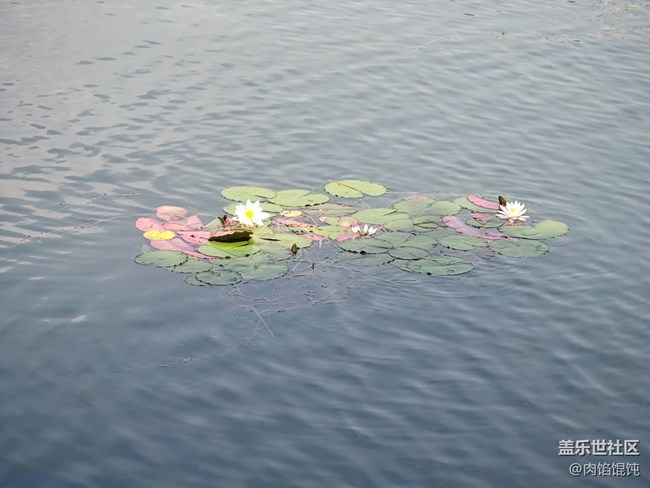 【愛(ài)在武漢】湖邊漫步