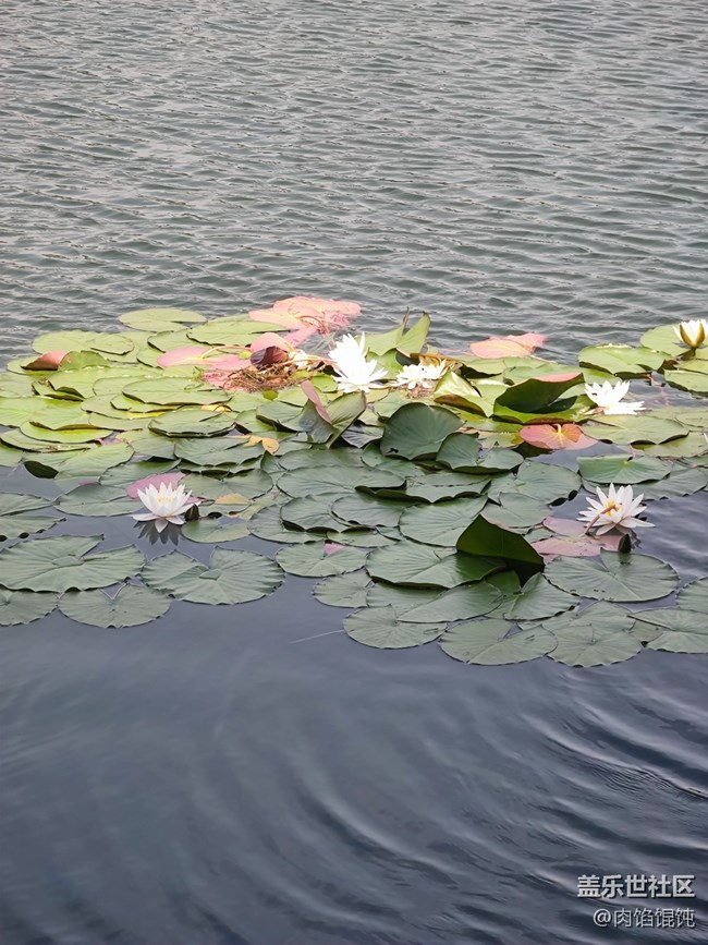 【愛(ài)在武漢】湖邊漫步