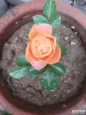 月季玫瑰