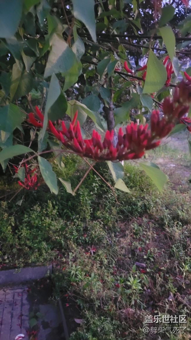 【鏡頭里的美好】花開滿