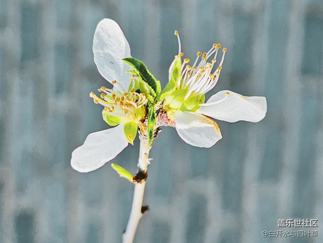 【出游記】+美麗的花