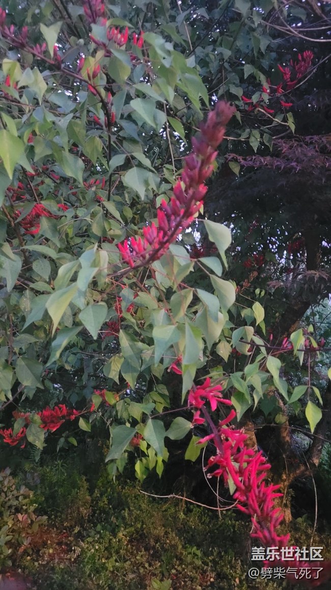 【鏡頭里的美好】花開滿