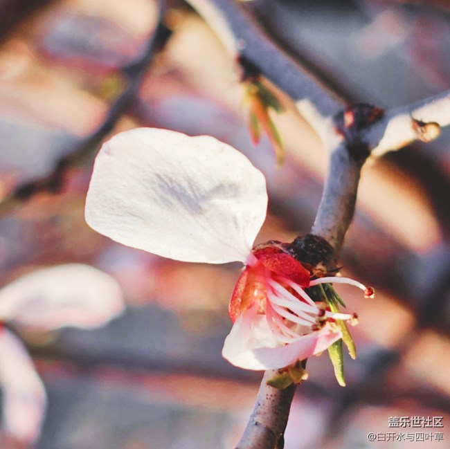【出游記】+美麗的花