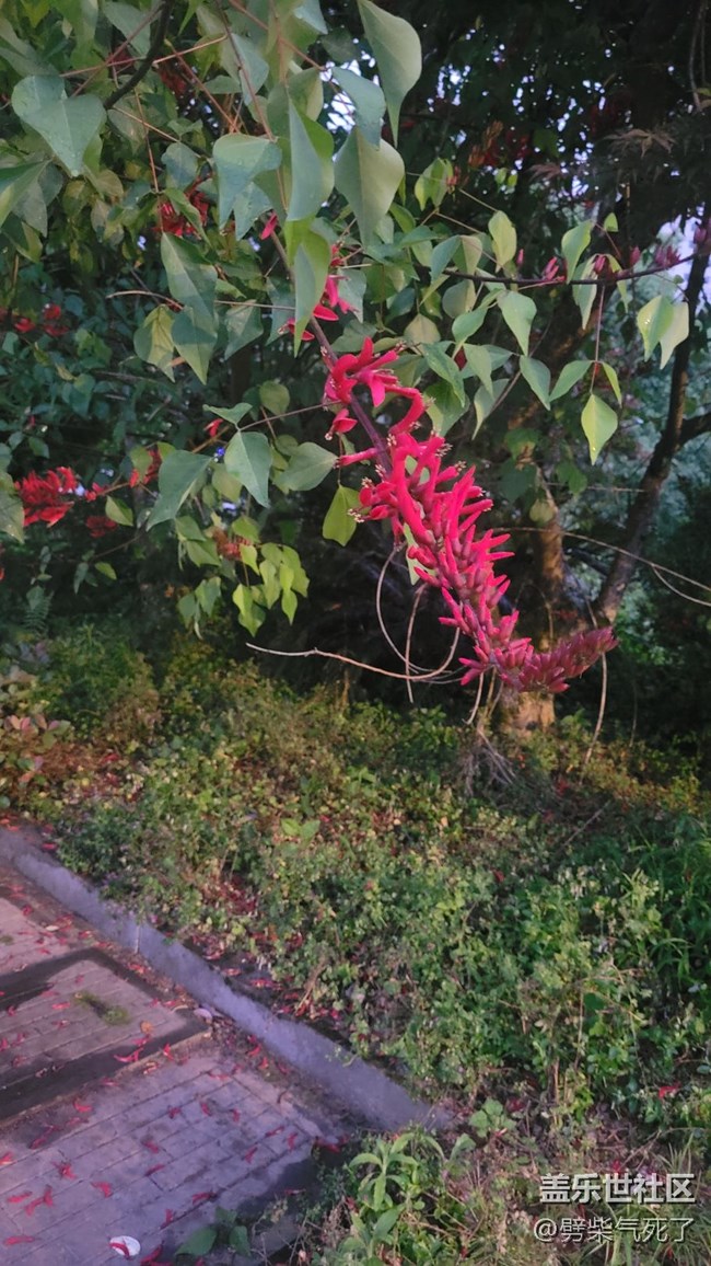 【鏡頭里的美好】花開滿