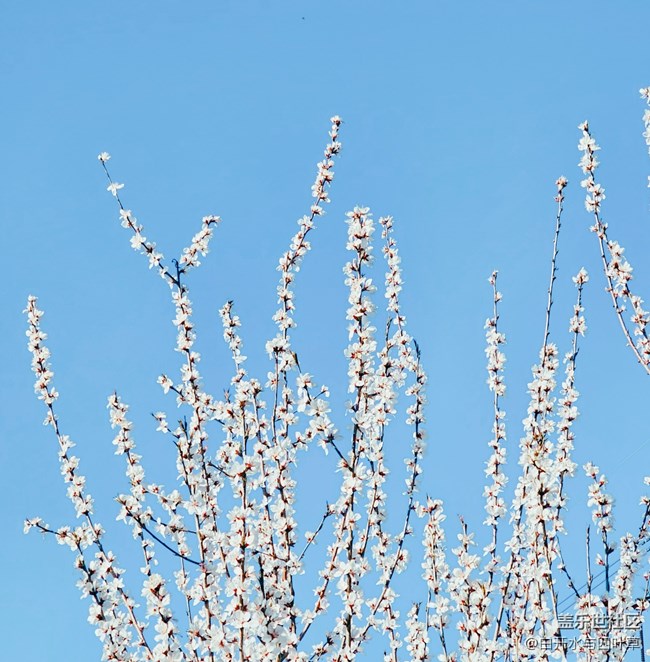 【出游記】+美麗的花