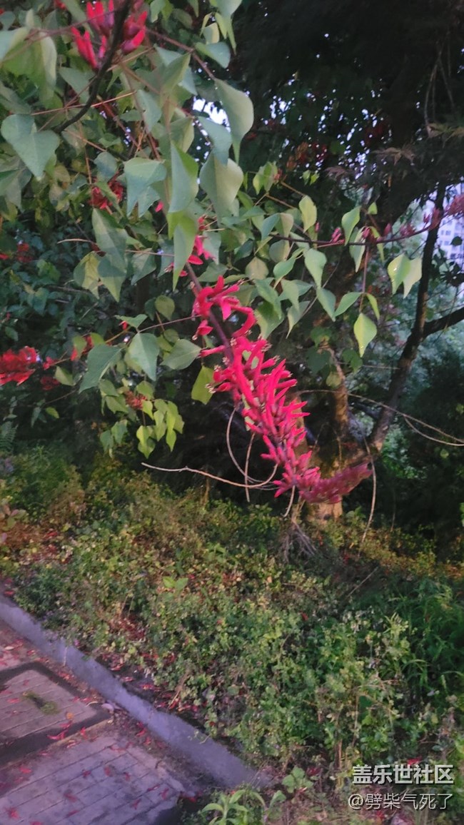 【鏡頭里的美好】花開滿