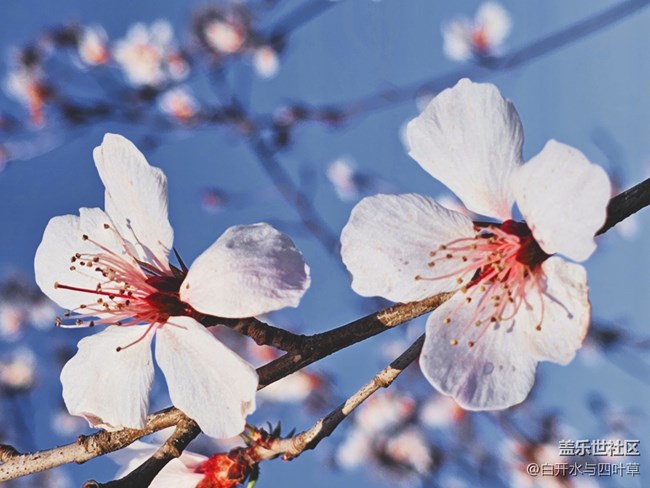 【出游記】+美麗的花