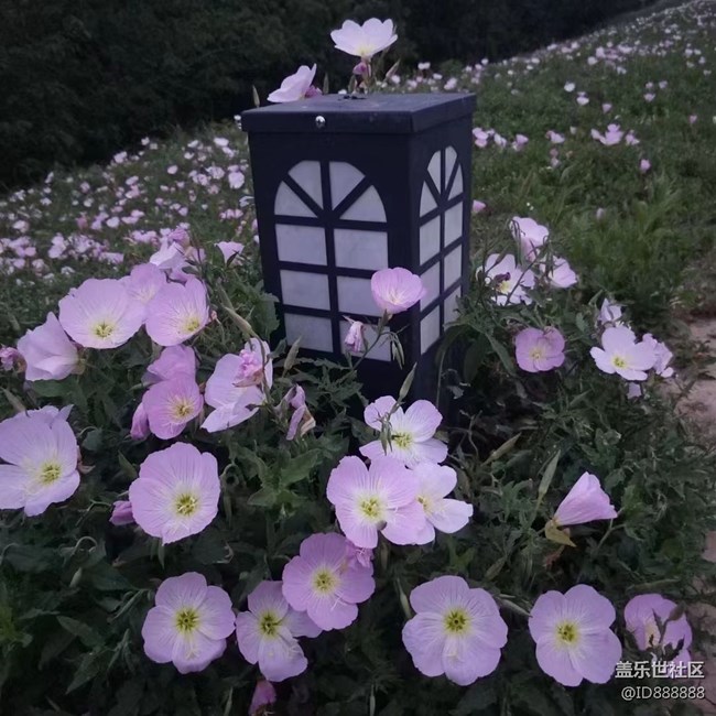 【鏡頭里的美好】花兒美