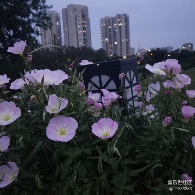 【鏡頭里的美好】花兒美
