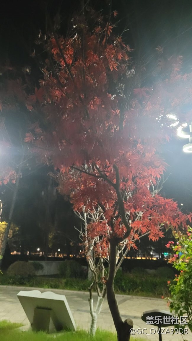 【鏡頭里的美好】公園一角