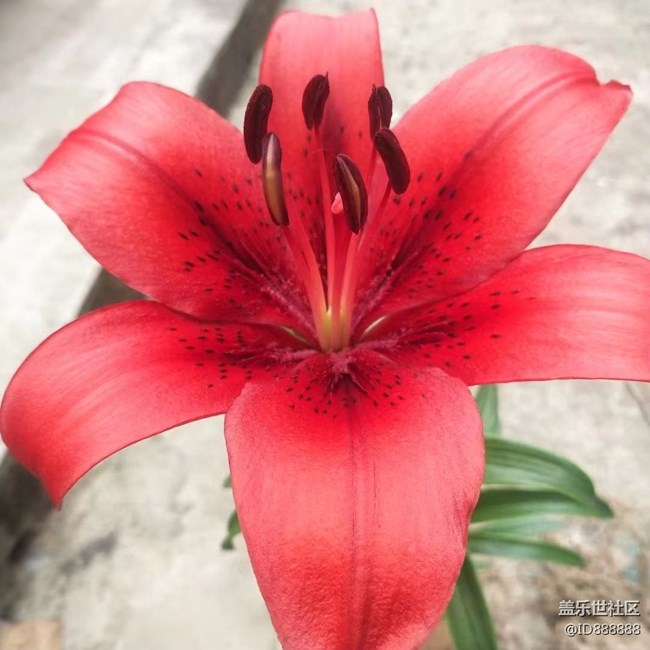 【鏡頭里的美好】花兒美