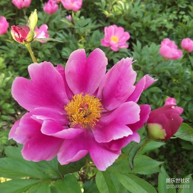 【鏡頭里的美好】花兒美