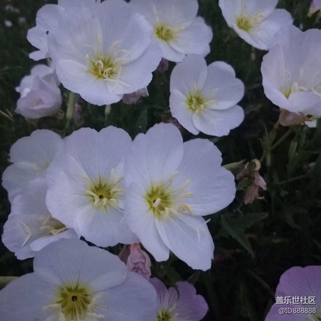 【鏡頭里的美好】花兒美