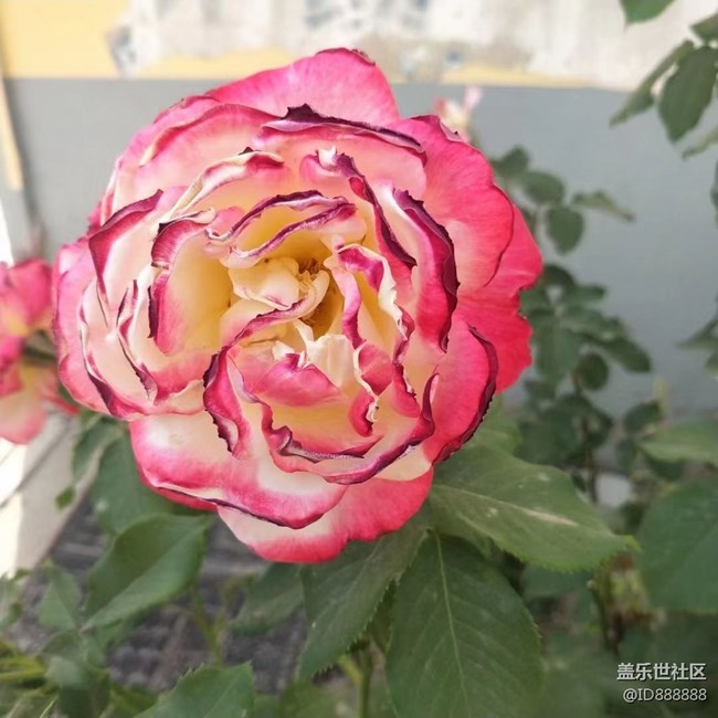 【鏡頭里的美好】花兒美