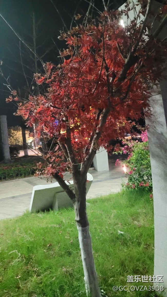 【鏡頭里的美好】公園一角