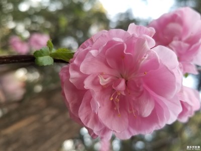 【拍有生活】+ 碧沙崗公園