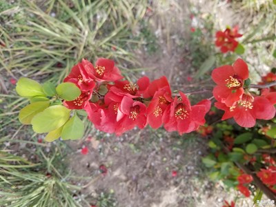 【拍有生活】+ 開封游玩