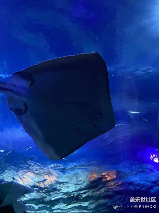 【打工人，520】水族館