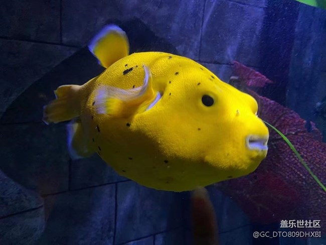 【打工人，520】水族館